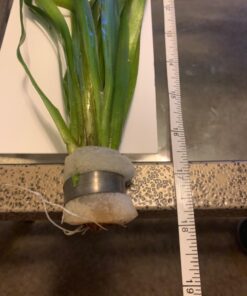 Jungle Vallisneria Rooted Plants 15-20 inches Tall - Easy Background Aquarium Plants 40 71KgDIjLGoL