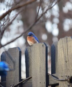 More Birds Dish SeedFeed, 1 Count (Pack of 1) 1 Count (Pack of 1) 37 71Kh ExG0QL