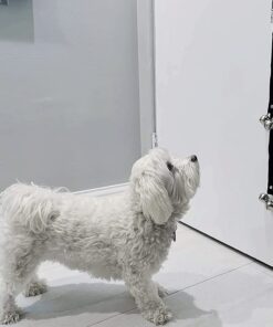 Caldwell's Dog Potty Bell for Dogs to Ring to Go Outside - The Original Dog Door Bell for Potty Training - Premium Quality Dog Training Tools & New Puppy Essentials One Potty Bell Black 29 71KhJ9ge50L