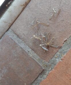 Wondercide - EcoTreat Ready-to-Use Outdoor Pest Control Spray with Natural Essential Oils - Mosquito, Ant, Insect Repellent, Treatment, and Killer - Plant-Based - Safe for Pets , Kids - 32 oz 23 71KhQLR cLL