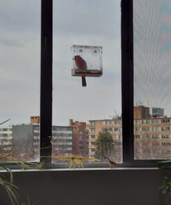 Wild Birds of Joy Window Bird Feeder with 4 Super Strong Suction Cups & Sliding Seed Tray, Large, Clear Acrylic, Easy Clean, Outdoor Bird Feeders, Outside View Up Close of Finch, Cardinal and Blue Jay 43 71Ki9Se8Z6L