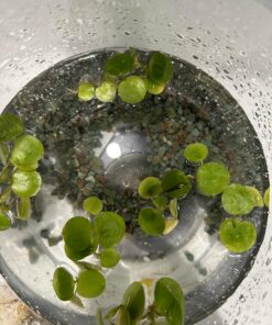 12 Amazon Frogbit (Limnobium Laevigatum), Live Aquarium/Aquatic Floating Plant by G&Z 35 71KiVZZnUFL