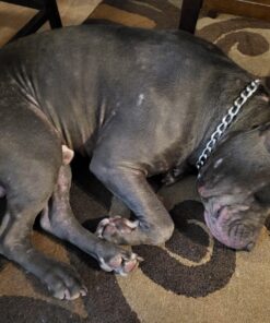 Wild Alaskan Salmon Oil for Dogs & Cats - Omega 3 Skin & Coat Support - Liquid Food Supplement for Pets - Natural EPA + DHA Fatty Acids for Joint Function, Immune & Heart Health, 32 Fl Oz 32 Fl Oz (Pack of 1) 33 71KlrTyCXJL