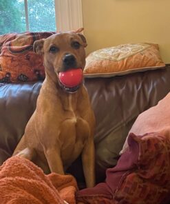 Purina DentaLife Made in USA Facilities Large Dog Dental Chews, Daily - (4) 18 ct. Pouches 18 Count (Pack of 1) 33 71KmrJ2efAL