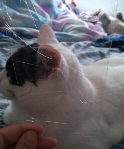 Supershieldz Designed for LG Stylo 2 Tempered Glass Screen Protector, Anti Scratch, Bubble Free 16 71KnBBSo94L