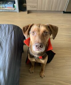 Gardeningwill Custome Dress Goth Devil Pirate Vampire Demon For Halloween Party Christmas Children Kids 35" Cloak 10 71Koo0egnaL