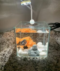 Marina CUBUS Glass Betta Kit – Elegant Glass Aquarium for Homes or Offices 51 71Kpzi6LT4L