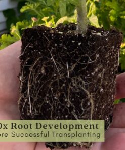 Alternative view of Clovers Garden Big Rainbow Tomato Plant – Two (2) Live Plants – Not Seeds –Each 5" to 7" Tall- in 3.5 Inch Pots