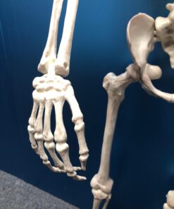 Crazy Bonez Pose-N-Stay Skeleton Original Pose-N-Stay 45 71Ks4w1zpWL