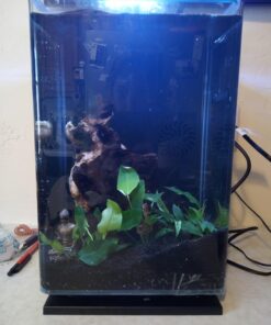 Top Collection Mini Shakyamuni Buddha Decorative Statue - Hand Painted Enlightened One Sculpture with Bronze Finish Look- 3-Inch Supreme Buddha Collectible Figurine 30 71KsBVZ3jPL