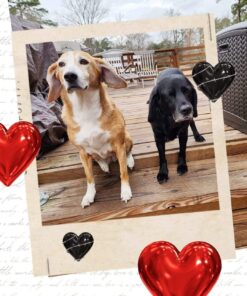 Nutramax Laboratories Crananidin Cranberry Extract Urinary Tract Health Supplement for Dogs, 75 Chewable Tablets 75 Count 31 71KsGQOZ3L