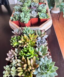 Succulents Plants Live (20PK) Potted Succulent Plants Live House Plants, Cactus Plants Live Plants Indoor Plants Live Houseplants, Indoor Plant Succulents Live Plant House Plant by Plants for Pets 20-PACK 64 71Ksycq2HcL