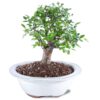 Brussel's Live Chinese Elm Outdoor Bonsai Tree - 5 Years Old; 6" to 8" Tall with Decorative Container Small CERAMIC POT