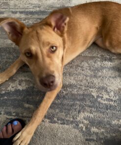 K9 Advantix II Large Dog Vet-Recommended Flea, Tick & Mosquito Treatment & Prevention | Dogs 21-55 lbs. | 2-Mo Supply 2 Pack Large Dog only 31 71KvohTlGGL