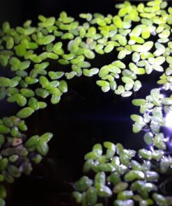 Alternative view of 200 Live Duckweed Plants (Lemina Minor) by DBDPet | Live Arrival Guaranteed