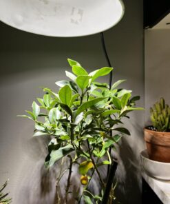 Kasa Smart Plug HS103P4, Smart Home Wi-Fi Outlet Works with Alexa, Echo, Google Home & IFTTT, No Hub Required, Remote Control, 15 Amp, UL Certified, 4-Pack, White Mini 4-Pack 31 71KzHNIwBhL