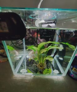 Marina CUBUS Glass Betta Kit – Elegant Glass Aquarium for Homes or Offices 43 71L0GC0tfYL