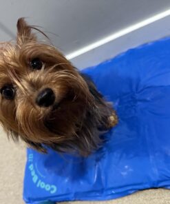 K&H Pet Products Cool Bed III Dog Cooling Mat, Cooling Dog Beds for Small Dogs, Dog Cooling Mat for Dog Carrier, Outdoor Dog Bed Cooling Pad for Dog, Pet Cooling Mat - Blue Small 17 X 24 Inches 24.0"L x 17.0"W x 2.0"Th 21 71L0qDuxOUL 1