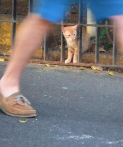 Fujifilm FinePix XP80 Waterproof Digital Camera with 2.7-Inch LCD (Yellow) Yellow 111 71L3yzJFPL