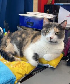 HALLS Relief Honey Lemon Sugar Free Cough Drops, Value Pack, 180 Drops 180 Count (Pack of 1) 53 71L6gze6V6L