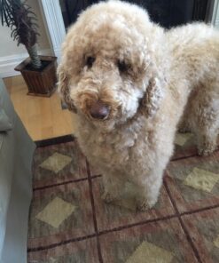 Zack & Zoey Nor'easter Blanket Coat for Dogs, 20" Large, Orange 1 L (Neck: 17", Girth: 28", Back: 20") 40 71L6yfVuX7L 3