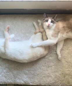 Taste Of The Wild Rocky Mountain Grain-Free Dry Cat Food With Roasted Venison & Smoke-Flavored Salmon 5lb 5 Pound (Pack of 1) 33 71L88YQzi4L