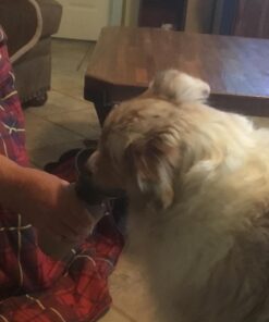 Highwave AutoDogMug Dog Water Bottle BPA-Free Portable Dog Water Bottle | Leak-Proof Portable Dog Water Bottle for Hiking and Traveling | Dish-Washer Safe, 20 oz Smoke 33 71L9Guk38eL