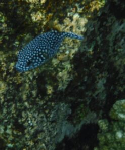 Fujifilm FinePix XP80 Waterproof Digital Camera with 2.7-Inch LCD (Yellow) Yellow 66 71L9etDLAwL