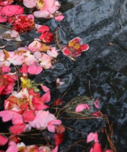 Canon EOS M Mount Adapter 64 71LE5n99eCL