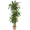 Nearly Natural - 6584 62in. Corn Stalk Dracaena Silk Plant (Real Touch), 24" x 28" x 62", Green artificial plant 15 71LGuU5t9hL