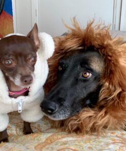 Pet Krewe Large Dog Lion Mane Halloween Costume – Fits Neck Size 13”- 32”- Lion Mane for Small Dogs – Ideal for Halloween, Dog Birthday, Dog Cosplay, Dog Outfits, Pet Clothes 32 71LJnle76L