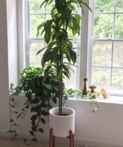 Nearly Natural 6596 6ft. Dracaena Silk Plant (Real Touch),Green 48 71LKO5naqTL