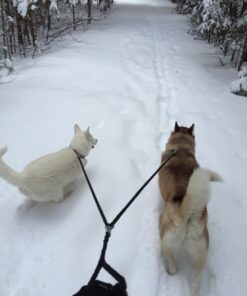 Dual Dog Leash - Double Dog Leash for Two Dogs - Tangle Free - Heavy Duty Double Ended Tandem Leash with Padded Handle for Small Medium or Large Dogs Black 39 71LLcA8LrZL