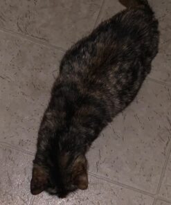 SHEBA PERFECT PORTIONS Paté Adult Wet Cat Food Trays (24 Count, 48 Servings), Savory Chicken and Roasted Turkey Entrée, Easy Peel Twin-Pack Trays 1.32 Ounce (Pack of 24) 37 71LMPQTjUL