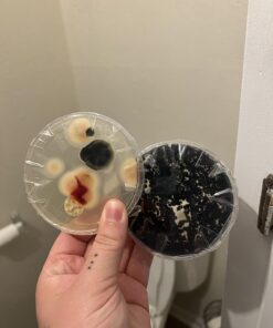 Mold Armor Do It Yourself Mold Test Kit 39 71LNCtfDmLL