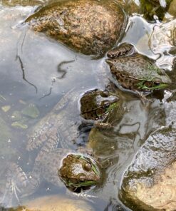 Summit Clear-Water Barley Straw Pond Treatment, 2-Pack, Treats upto 2000 Gallons, 1000 Gallons per Bale Treats 2000 Gallons 25 71LQ23BgaVL