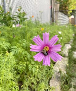 Seed Needs, Large 2.1 Ounce Package of 7,000+ Crazy Mix Cosmos Seed Mixture for Planting (Cosmos Bipinnatus Butterfly Attracting Cosmos Mixture) 10+ Varieties Open Pollinated - Bulk Large Pack (7,000 Seeds) 37 71LQRjddpL