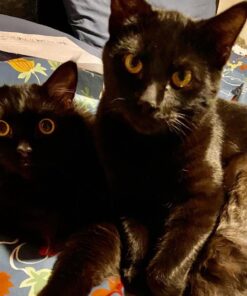 FELIWAY Classic Cat Calming Pheromone Travel Spray (20 mL) 1.8"L x 1.8"W x 3.8"Th 25 71LSARCcVgL