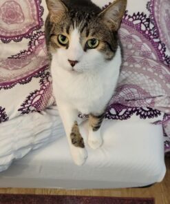 Adoric Sliding Cabinet Locks, 4-Pack U Shaped Baby Safety Locks, Childproof Cabinet Latch for Kitchen Bathroom Storage Doors, Knobs and Handles (White) 4 Count (Pack of 1) 35 71LSo4BFfL