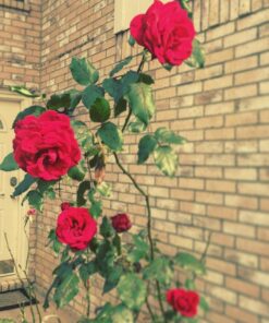 Miracle-Gro Garden Feeder 1 Pack 36 71LTBxFNTNL