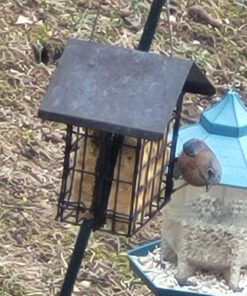 C&S Peanut Delight No Melt Suet Dough, 12/pack 11.75 Ounces Peanut 12-Pack 36 71LTmWjYPXL 1