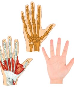 Hand Exercise Balls - Egg Shaped - 3 Squeeze Resistances (Soft, Medium, Firm) - For Hand Training, Physical Therapy, Injury Rehabilitation Soft, Medium, Firm Set of 3 Hand Exercise Eggs 13 71LUTkleuL