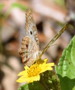 NIKON AF-S DX NIKKOR 55-200mm f/4-5.6G ED VR II Lens - White Box (New) Base 28 71LVjSh8S L