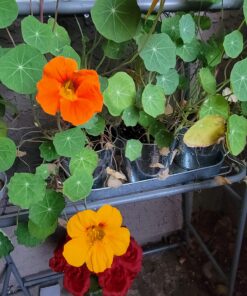 Seed Needs, Edible Wildflower Seed Packet Collection (7 Varieties of Flower Seed for Planting) Non-GMO & Untreated - Includes Viola, Pansies, Chives, Borage, Calendula, Nasturtium and Bee Balm 26 71LVlAxGMpL