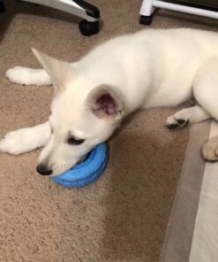 KONG Puppy Tires - Durable Puppy Chew Toy - Soft Rubber Treat Toys for Puppies & Dogs - Stuffable Dog Chew Toy - Puppy Teething Toy for Fetch & Mental Enrichment - Tire Chew Toy - Medium/Large Puppies 39 71LXYEew9iL 2