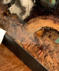 Josh's Frogs Male Madagascar Hissing Cockroach (Gromphadorhina portentosa) 43 71LafdPTPIL