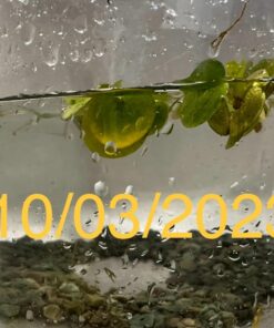 12 Amazon Frogbit (Limnobium Laevigatum), Live Aquarium/Aquatic Floating Plant by G&Z 37 71LdIJzD8PL