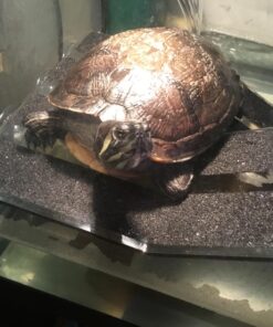 OASIS #64226 Turtle Ramp - Large 16-Inch by 11-Inch by 4-1/2-Inch, Black 36 71LeTHfLZUL