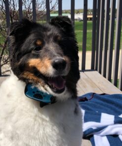 Dog Bark Collar - Stop Dogs Barking Fast! Safe Anti Barking Devices Training Control Collars, Small, Medium and Large pet deterrent. No shock, remote or citronella. Sound, vibration training device 31 71LfneBbNJL