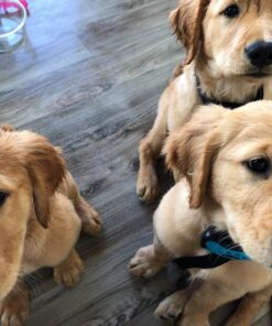 Humane Dog Bark Collar 2 Pack | Anti Barking Training Collar | Vibrating, No Shock Stop Barking for Small Medium Large Dogs | Excessive Barking Pet Corrector, (Battery) Orange & Blue Battery 42 71LggzC2SoL